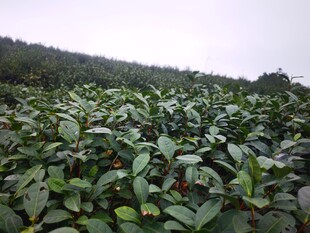 绿意盎然的大片茶叶种植地