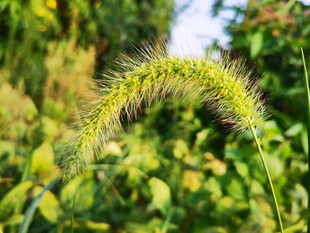 弯曲的狗尾草