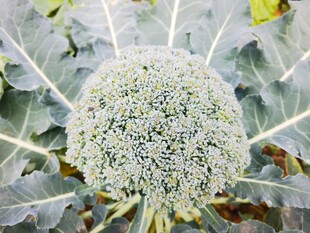 新鲜西兰花特写
