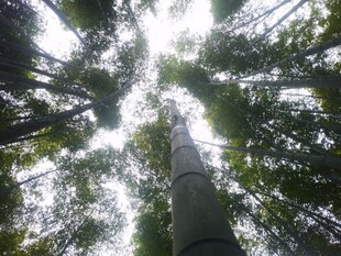 仰视茂密森林树木