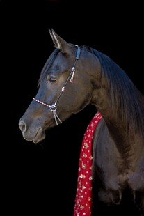 黑骏马配红色装饰尽显优雅