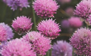 浪漫粉紫色球状花卉