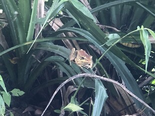 草丛中树蛙
