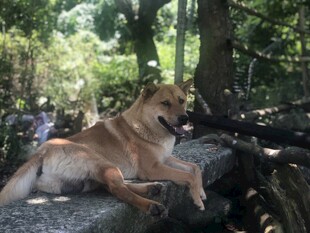 林间休憩的棕色大狗