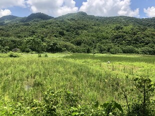 绿野青山间的自然美景
