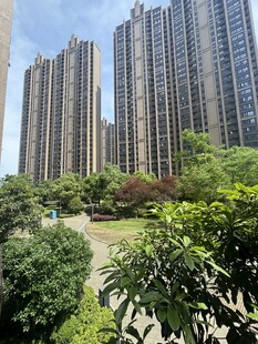 城市中的绿植与高楼景观
