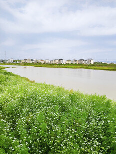 生态河流