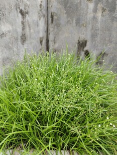 墙边嫩绿小草