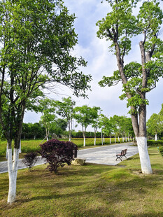 绿意盎然的公园风景