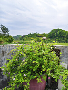 绿植盆栽 远山风景
