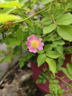娇艳蔷薇花绽放于绿叶间