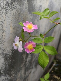 墙边绽放的娇艳粉色小花