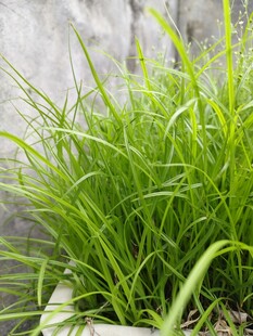 翠绿青草盆栽生机勃勃