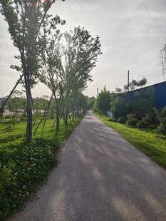 乡间林荫小路