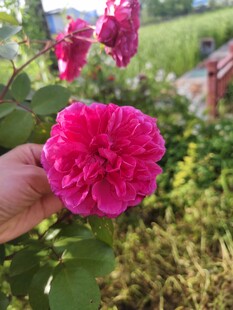 娇艳盛开的粉红色花朵