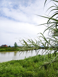 河畔绿草与摇曳芦苇美景