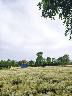 公园中的蓝色小屋
