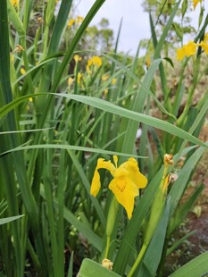 黄色鸢尾花绽放于绿野