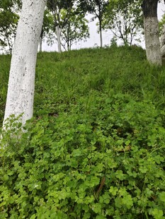 林间绿意盎然的植被景观