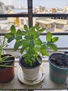 阳台绿植盆栽清新小景