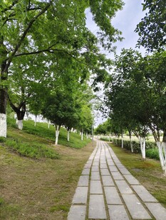 林间砖石小道