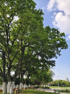 夏日林荫道 绿意盎然