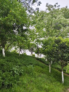 绿意盎然的山坡树木景观