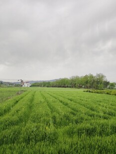 绿野田园风光