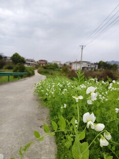 乡间小路旁的小白花