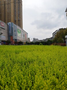 城市中的绿色