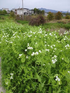 田园繁茂白花豌豆苗