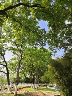 绿意盎然的公园林荫景致
