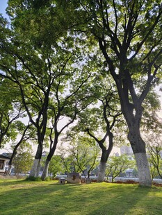 阳光下的古树 绿荫草地