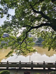 河边绿树 风景如画