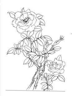 黑白线条绘玫瑰花枝