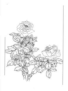 手绘花卉线稿图