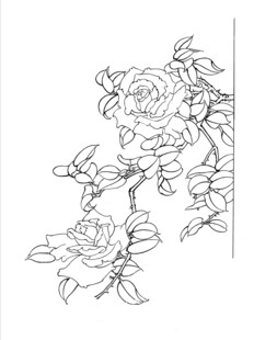 手绘花卉线条图