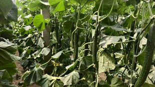 繁茂绿植景观