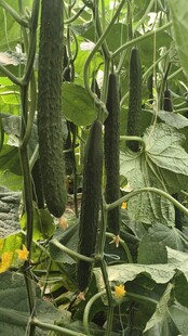 棚架下的繁茂丝瓜藤