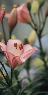 娇艳粉色百合花绽放