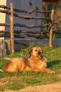 阳光下休憩的金毛犬