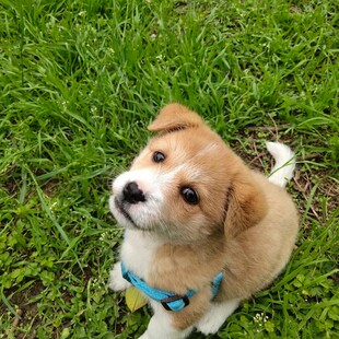 草地上的可爱小狗