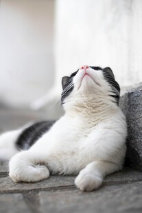 仰头休憩的可爱猫咪