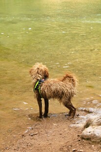 水边的湿漉漉小狗