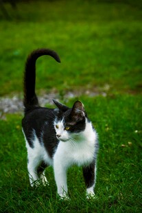 草地上的黑白猫咪