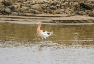琵鹭于浅滩优雅觅食