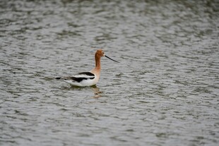 水中游弋的长嘴鸟