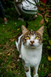 草地中的可爱斑纹猫咪
