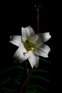 白色百合花特写