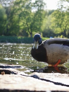 岸边休憩的鸭子